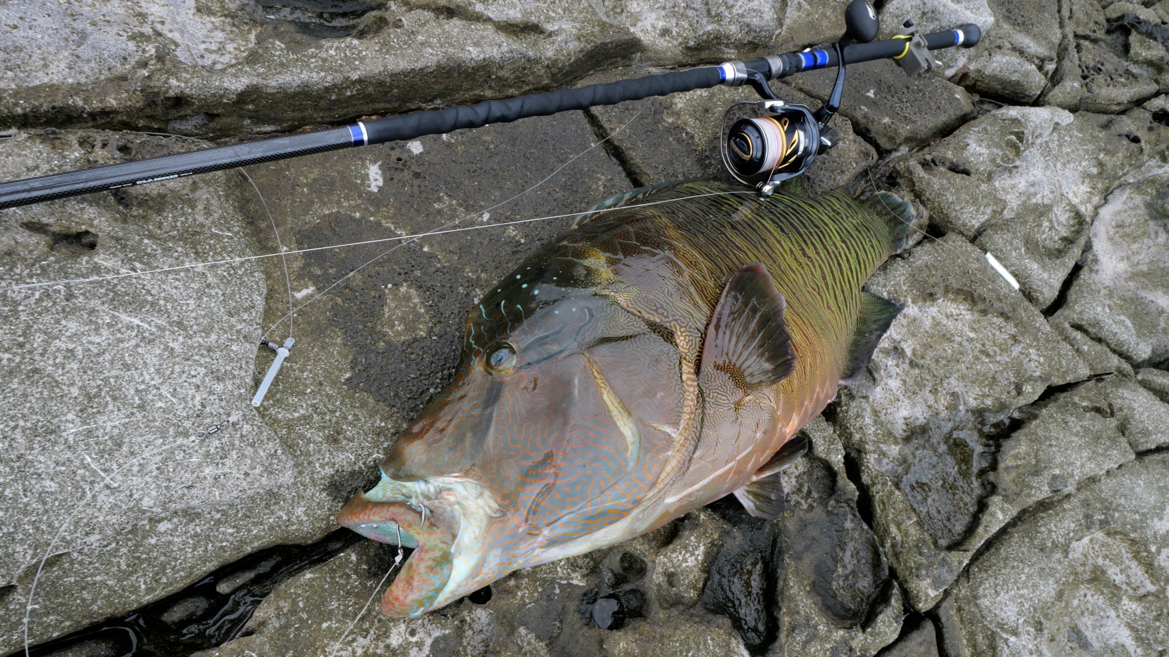 WILD SEEKER 453H-S (ワイルドシーカー453H-S)