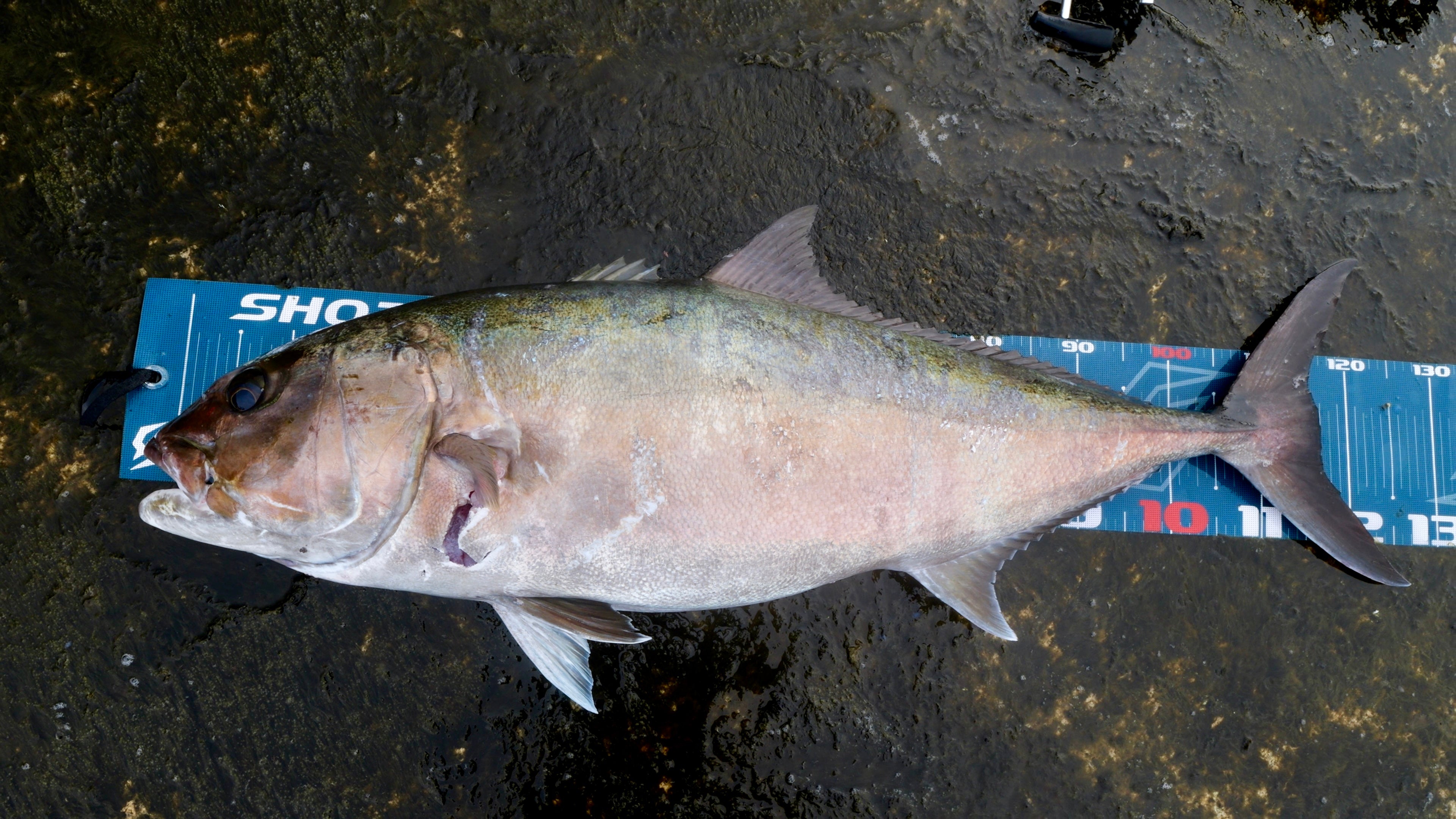 WILD SEEKER 453HH (ワイルドシーカー453HH)