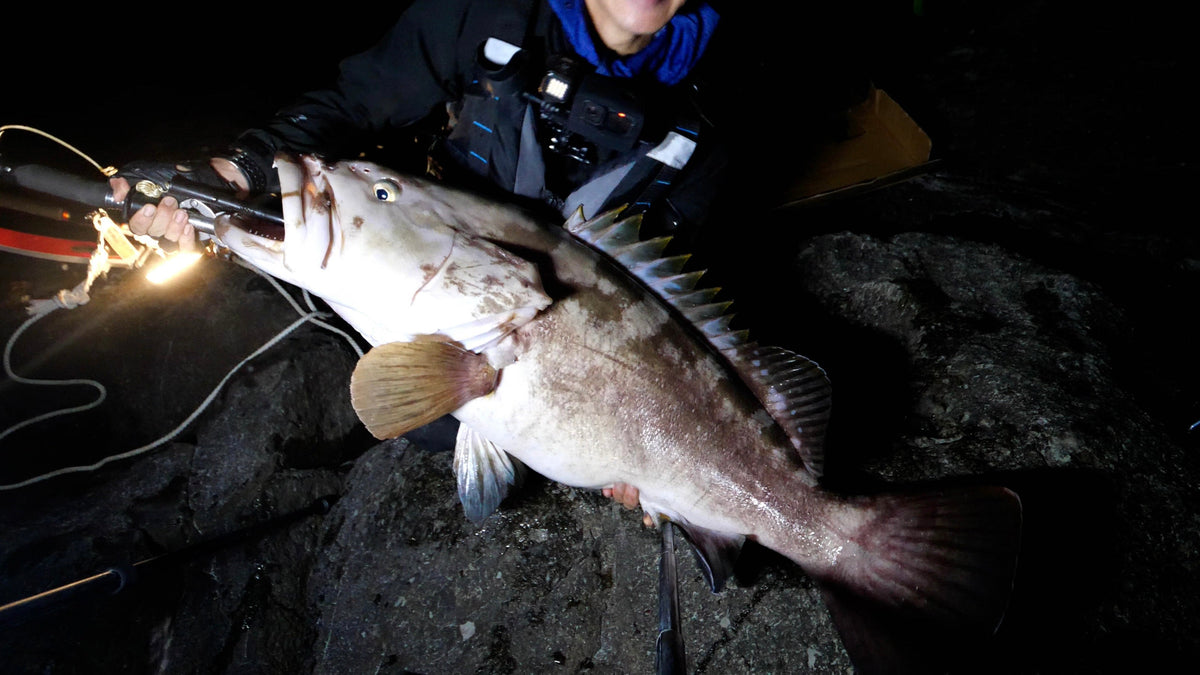 クエ（アラ）釣り入門 | 磯・堤防でのタックル・仕掛け・餌・ポイント 