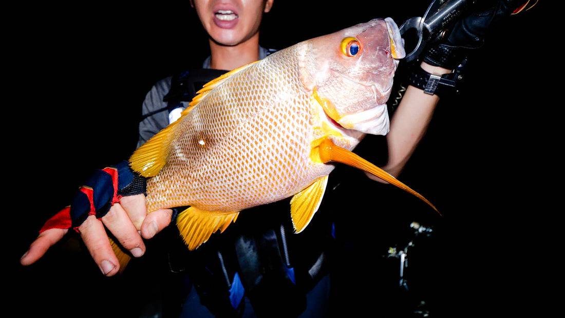 幻の超高級魚「シブダイ」の釣り方 | 数釣りするコツ・仕掛け・餌・タックルを全て解説