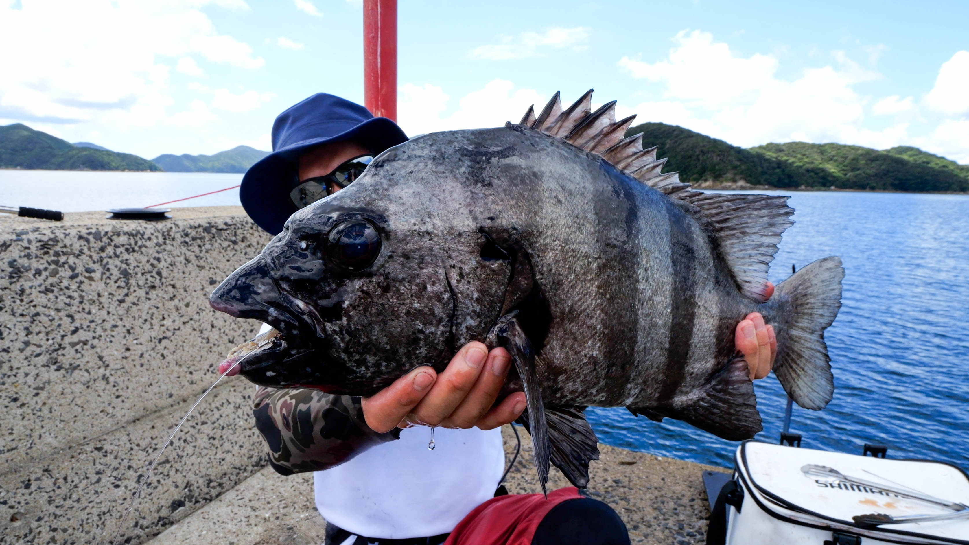 超お手軽！堤防でイシダイ(石鯛)を釣るための仕掛け・餌・タックルと釣るためのコツ