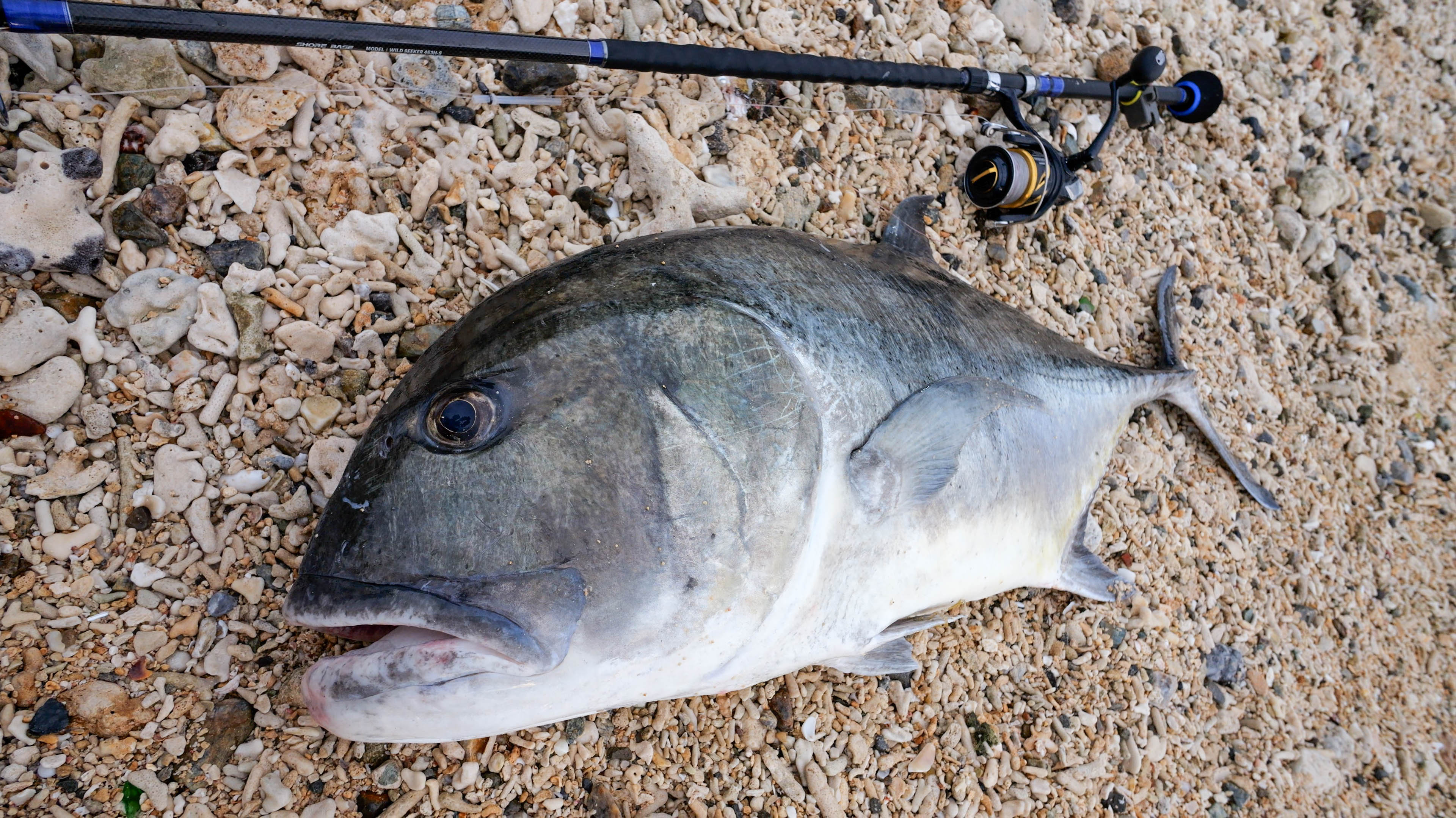 WILD SEEKER 453H-S (ワイルドシーカー453H-S)